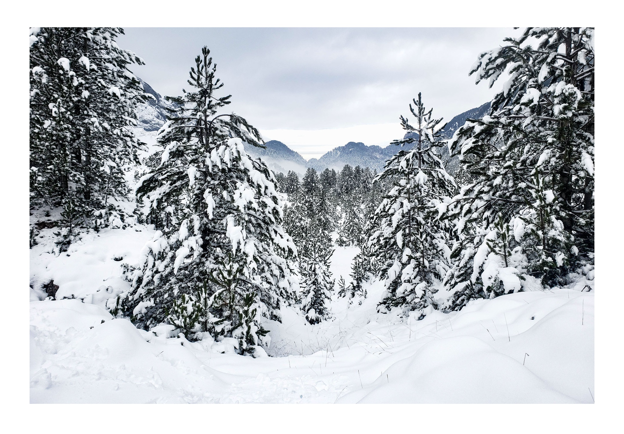 Tirage photographique d’art “Silence d'hiver" – Paysage de sapins enneigés, Bosnie, imprimé sur papier Canson Baryta photographique.