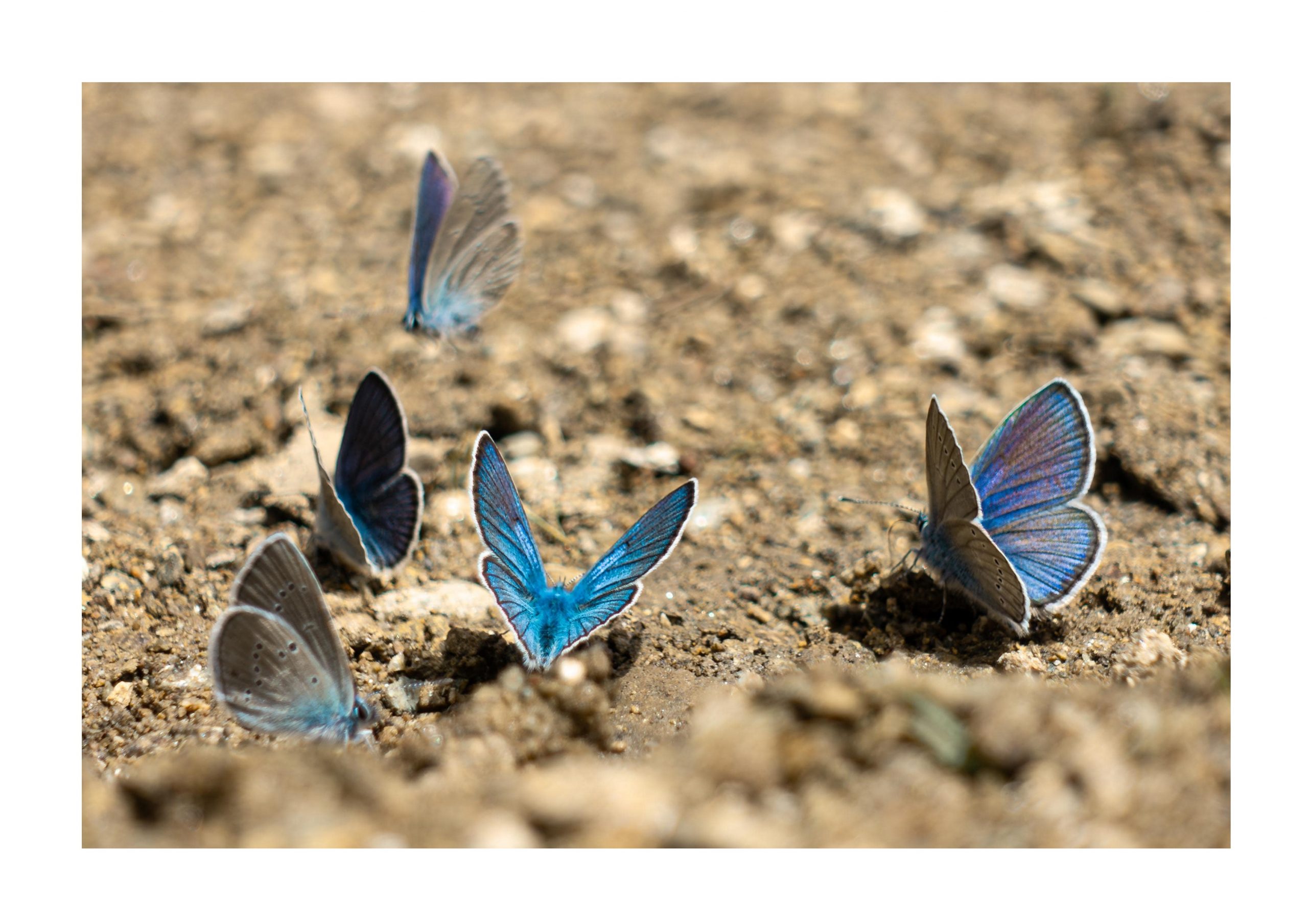 Tirage photographique d’art “Bleu Azur” – Grèce, imprimé sur papier Canson Baryta photographique.