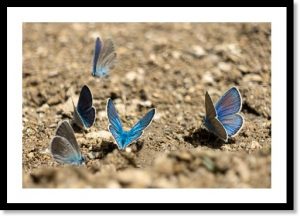 Photographie d’un tirage d’art représentant un éclair des papillons azurés, illustration de la boutique en ligne.