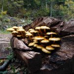 champignon xylophage