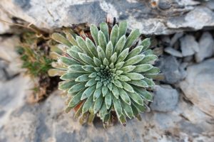 Saxifrage à longues feuilles