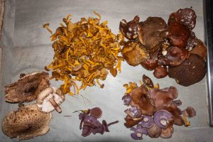 cueillette champignons