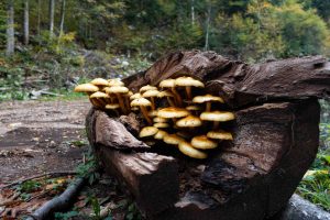 champignon xylophage