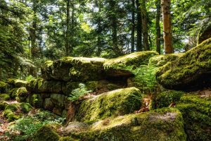 foret mont sainte odile